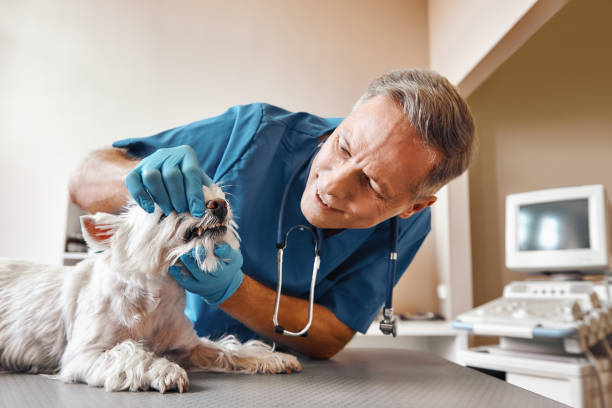 Best Emergency Dentist for Knocked-Out Tooth in Tlassee, AL